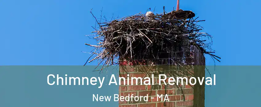  Chimney Animal Removal New Bedford - MA