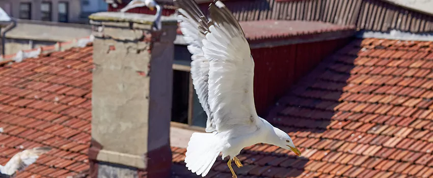 Residential Chimney Animal Removal Solution in New Bedford, MA
